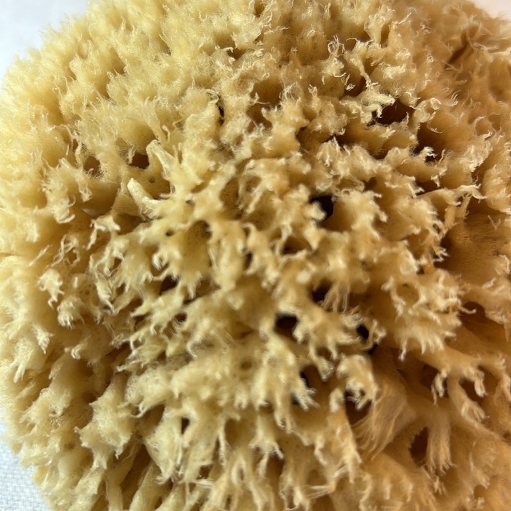 Sea Sponge - Picture 3 of 3